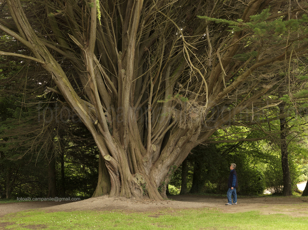 Irlanda 422 Enniskerry, Powerscourt House and Garden, Cupressus macrocarpa 0000