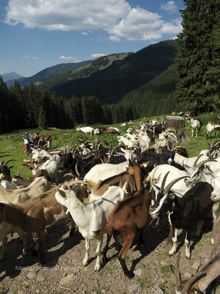 Val di Fiemme ES1 0649