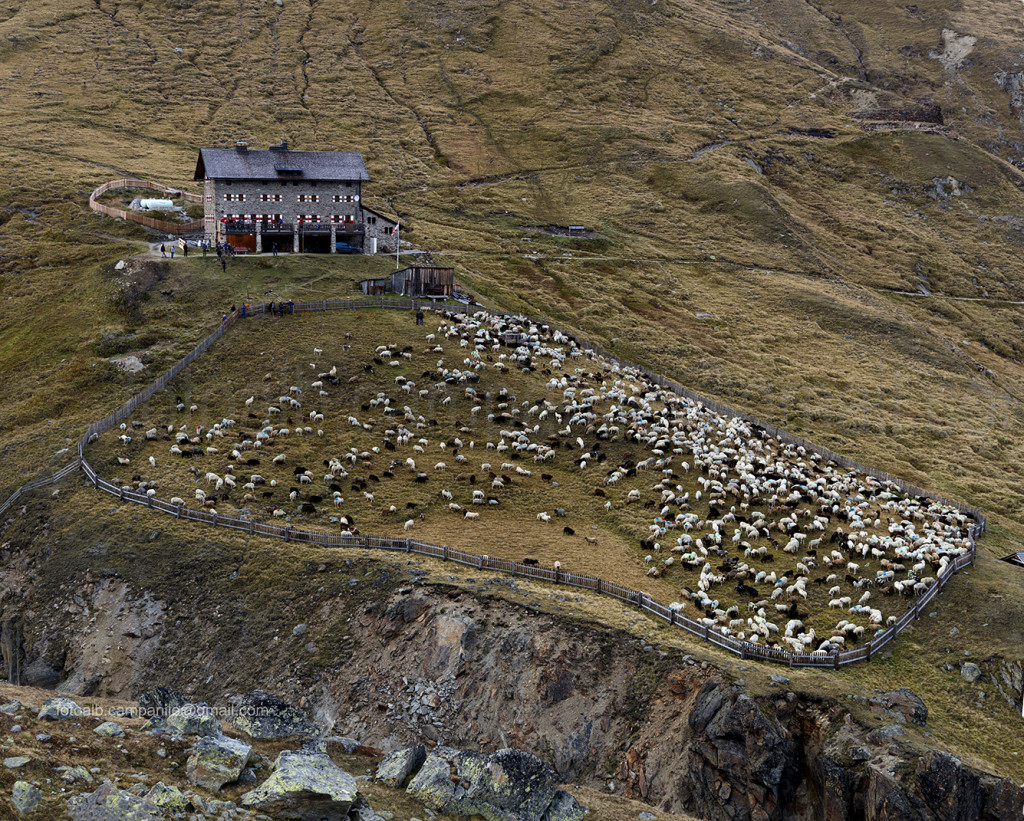 Transumanza 208 Pecore nei pressi del rifugio Martin Busch 0000