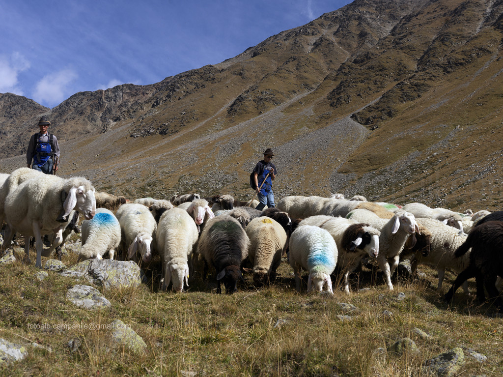 Transumanza 590 tra il rif Similaun e Vernago in Val Senales