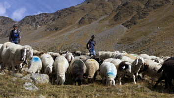 Transumanza 590 tra il rif Similaun e Vernago in Val Senales