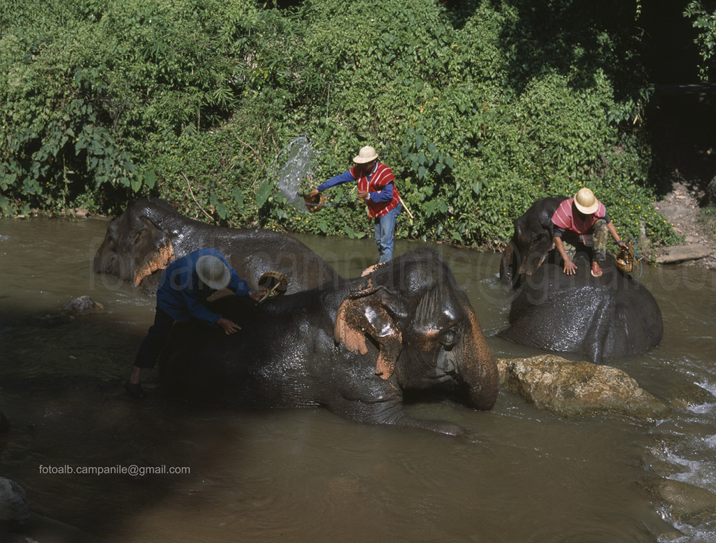 Mea Sa elephant camp, Thailand