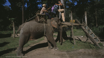 Mae Taeng elephant camp, Thailand