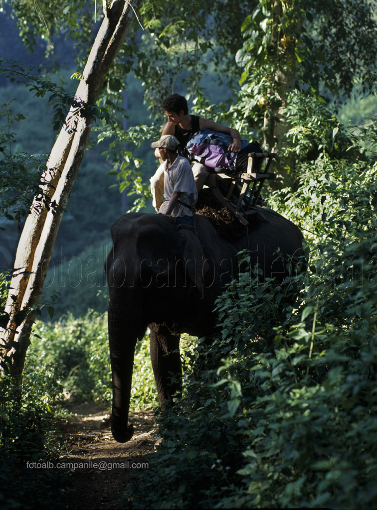 Elephant near Lahu village,  Thailand;