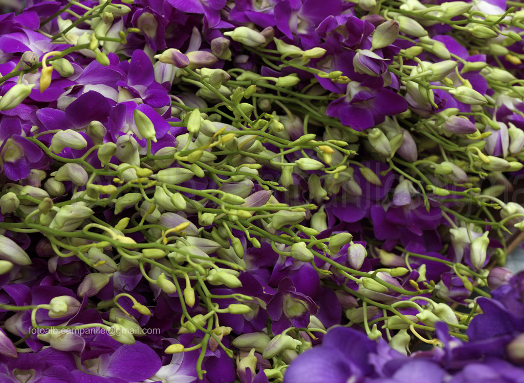 Pak Khlong Flower market, Bangkok, Thailand