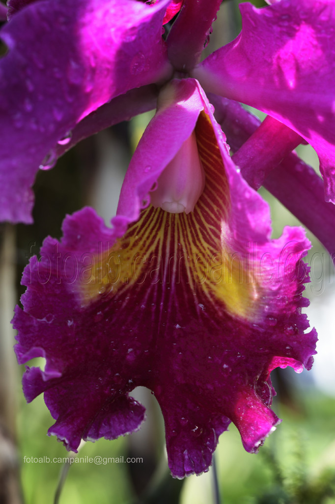 orchid, Chiang Mai, Chiang Mai province, Thailand;