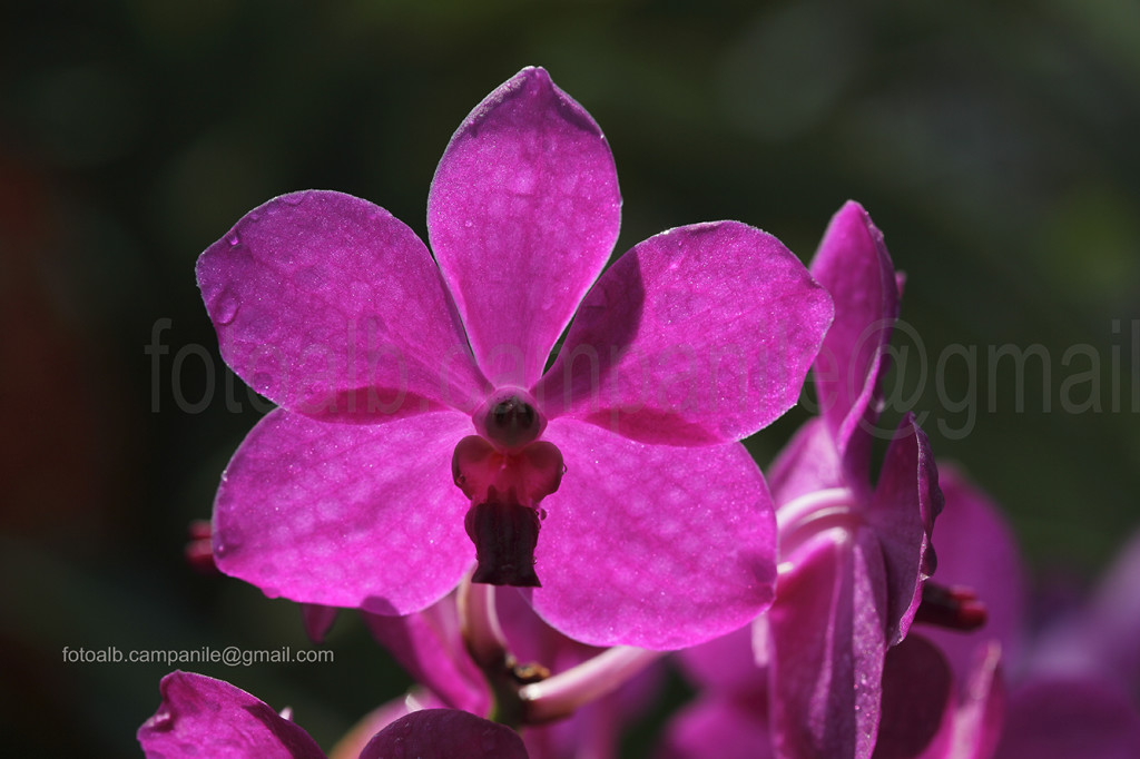 Orchid, Chiang Rai; Chiang Rai Province; Thailand