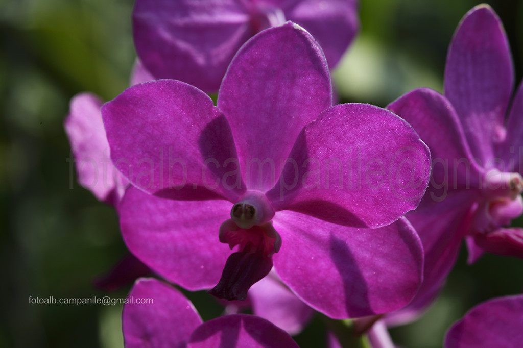 Orchid, Chiang Mai, Chiang Mai province, Thailand