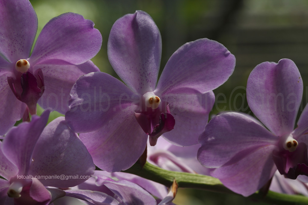 orchid, Chiang Mai, Chiang Mai province, Thailand;