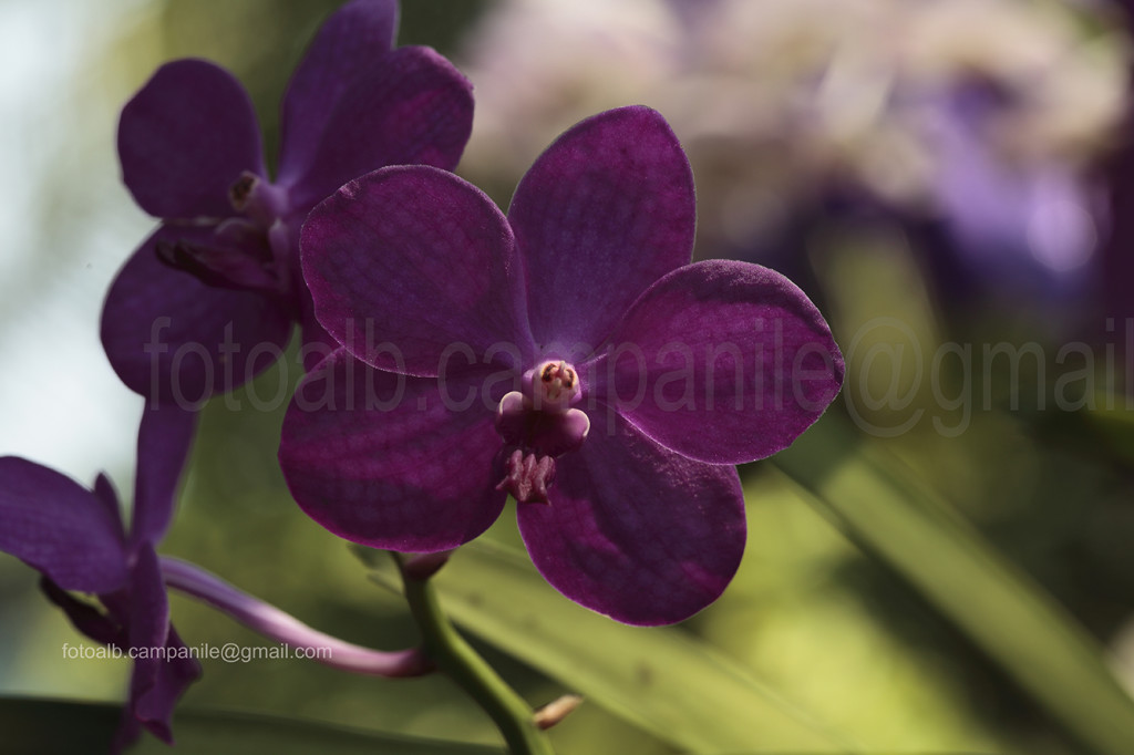 orchid, Chiang Mai, Chiang Mai province, Thailand;
