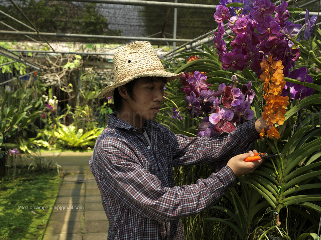Gardener, Orchid Butterfly farm, Chiang Mai, Chiang Mai province, Thailand