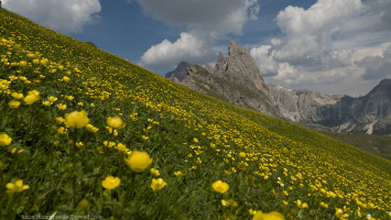 002 001 Val Gardena 341 Parco Puez Odle tra cima Seceda e  Forcella Pana