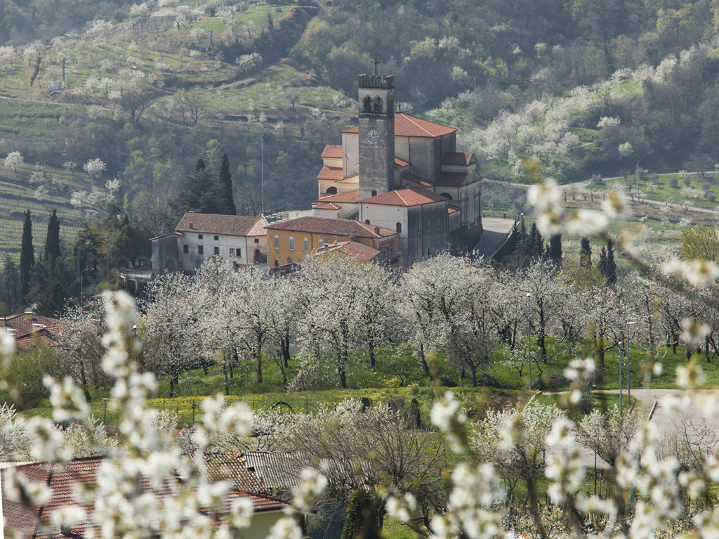 San Giovanni Ilarione 901 fioriture