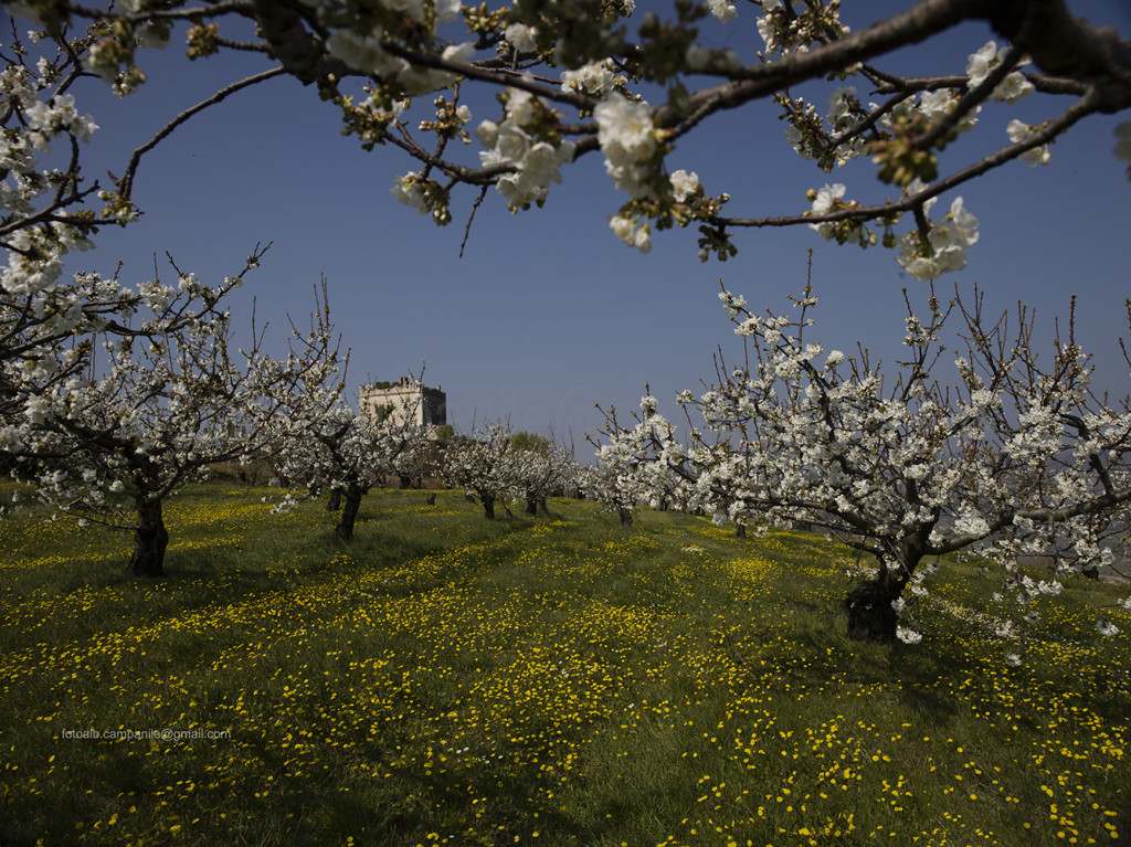 Strada del Soave con le fioriture, credits  Alberto Campanile