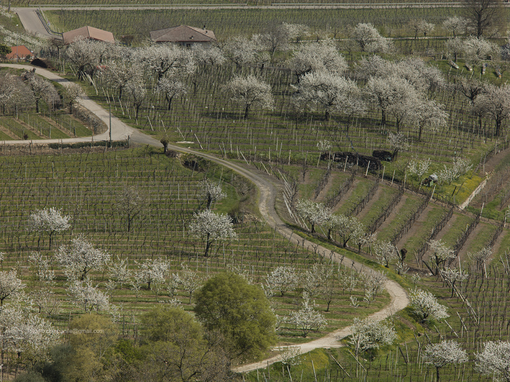 View of Alpone Valley, Soave wine road, Veneto, Italy, Europe