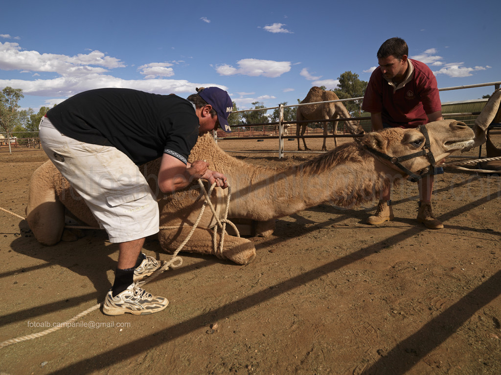 Northern Territory 777 Alice Springs cammelli presso la Frontier Camel Farm 0000