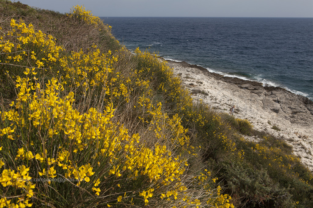 Kamenjak Peninsula, Premantura, Istria, Croatia