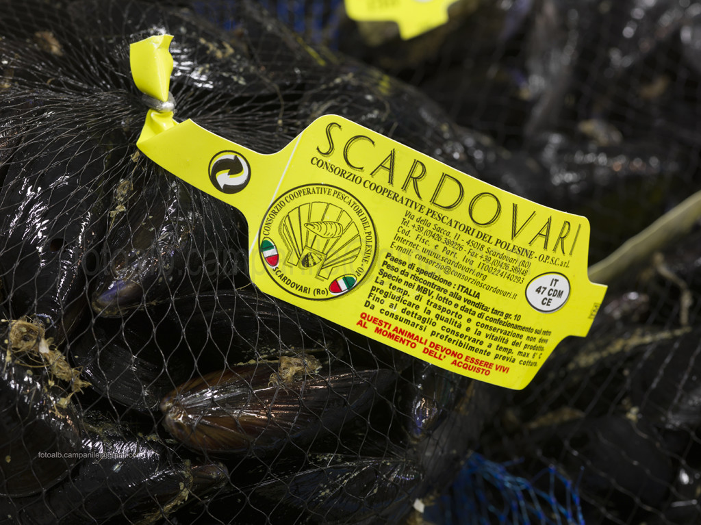 Mussels, Scardovari, Porto Tolle, Polesine, Veneto, Italy, Europe