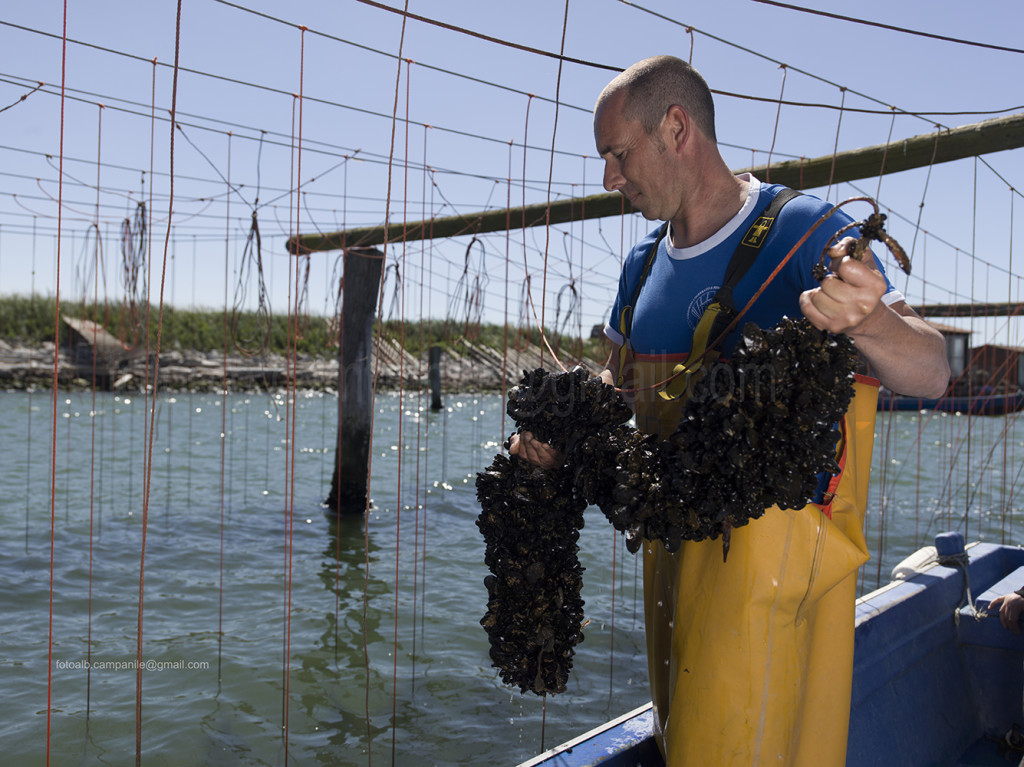 Mussels, Scardovari, Porto Tolle, Polesine, Veneto, Italy, Europe