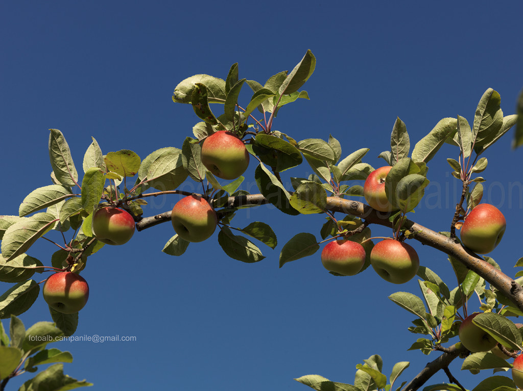 Apples, Caldaro, Alto Adige, South Tyrol, Italia, Italy; Europe