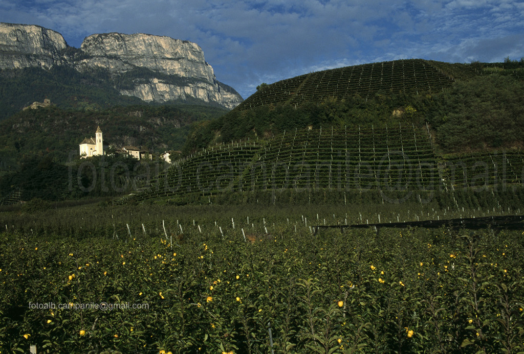 Vineyards, Missiano, VAlto Adige, South Tyrol, Italia, Italy; Europe