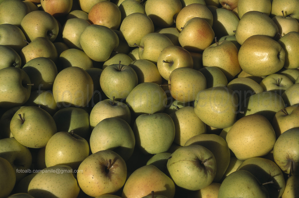 Picking apples, Appiano (Eppan), Alto Adige, South Tyrol, Italia, Italy; Europe