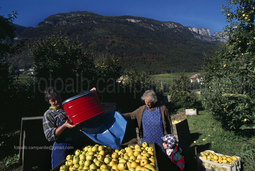 Picking apples, Appiano (Eppan), Alto Adige, South Tyrol, Italia, Italy; Europe