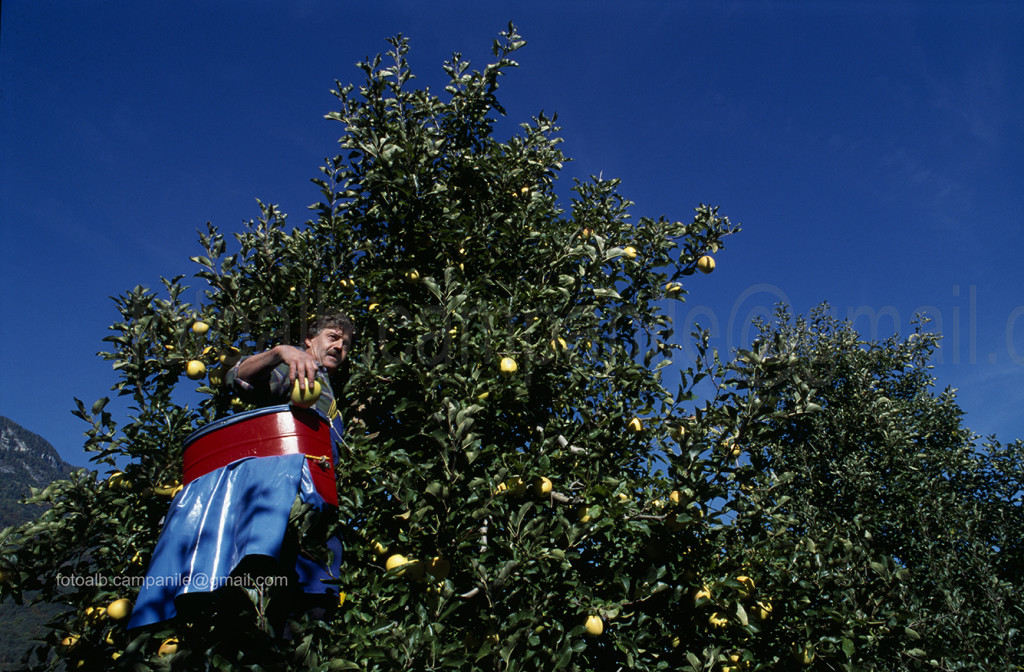 Picking apples, Appiano (Eppan), Alto Adige, South Tyrol, Italia, Italy; Europe