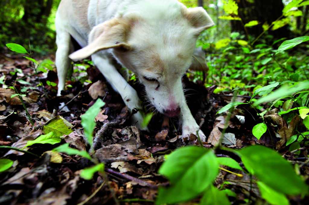 Davide Dutto_003_cane_tartufo