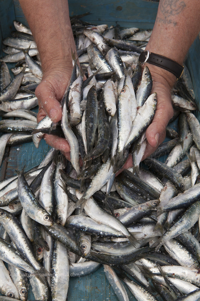 Salted sardines, Fasana, Fažana, Istria, Croatia