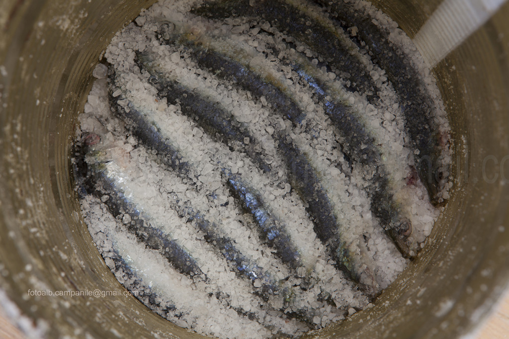 Salted sardines, Fasana, Fažana, Istria, Croatia