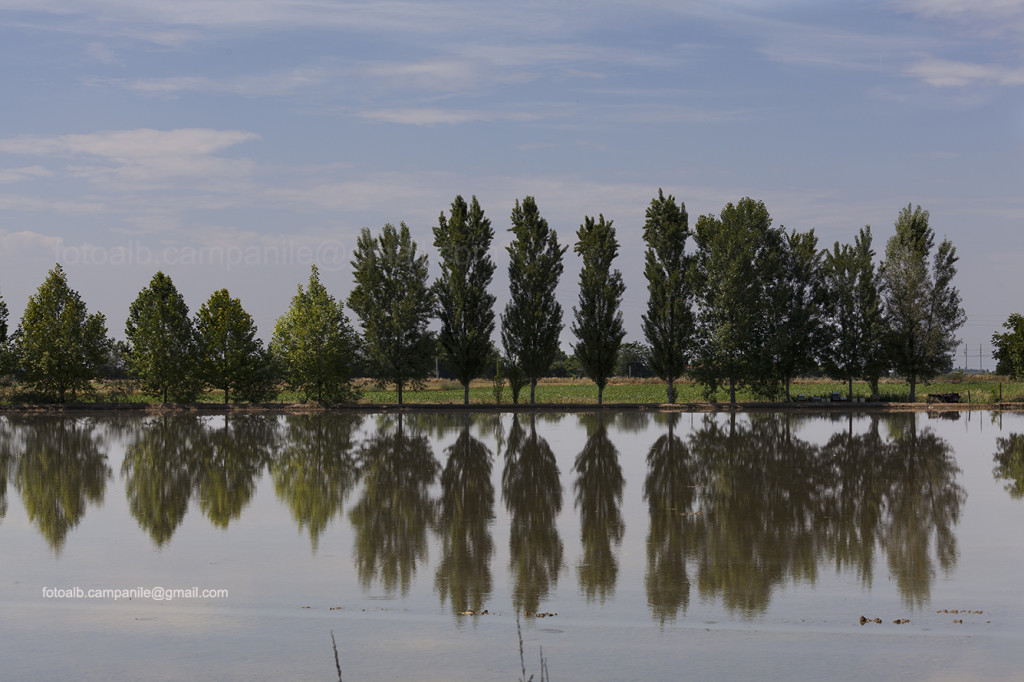 Rice field, Sanguinetto, Verona province, Veneto, Veneto Region, Italy