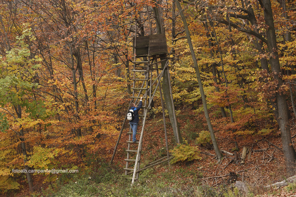 41 Bassa Austria 0649  Bosco Viennese nei pressi Wolfgraben