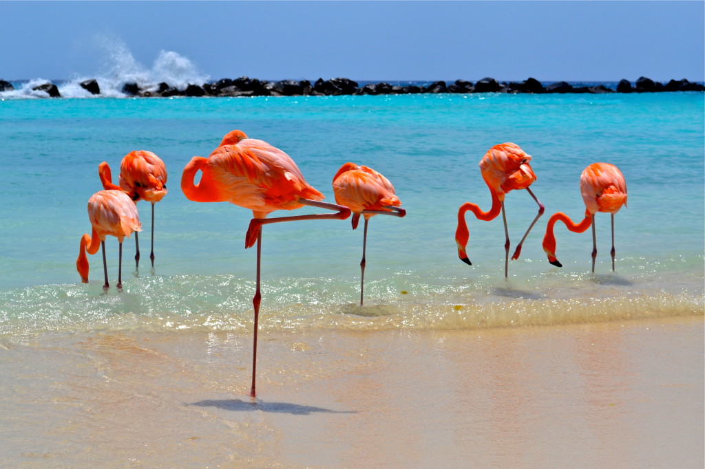 Flamingoes on the Beach