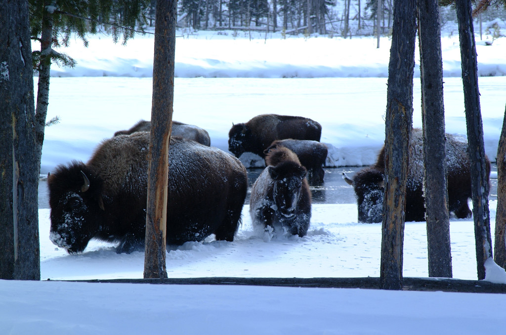 Bison in Yellowstone National Park, Wyoming