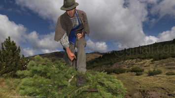 Alberto Campanile Hasselblad H3D-31 Sarn Pine Tree harvesting, Pino mugo harvesting, San Martino, Sarentino Valley, Alto Adige, Italy 2008-09-24 12:33:10 Alberto Campanile f/9.5 1/500sec ISO-100 28mm