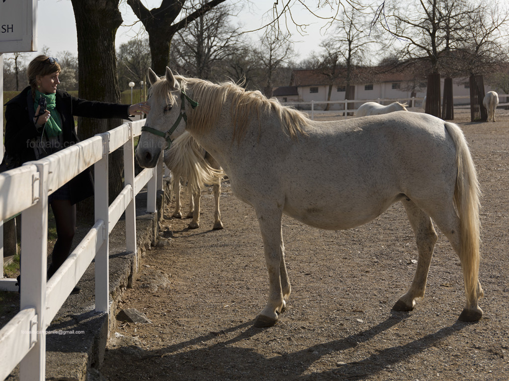 Horse racing, Lipizza, Kras, Primorska, Slovenia