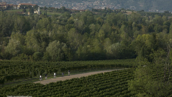 Alberto Campanile Hasselblad H3D Vineyards, Provaglio d'Iseo, Wine road of Franciacorta, Franciacorta, Lombardy, Italy, Europe 2012-09-09 17:40:56 Alberto Campanile f/11 1/350sec ISO-200 210mm