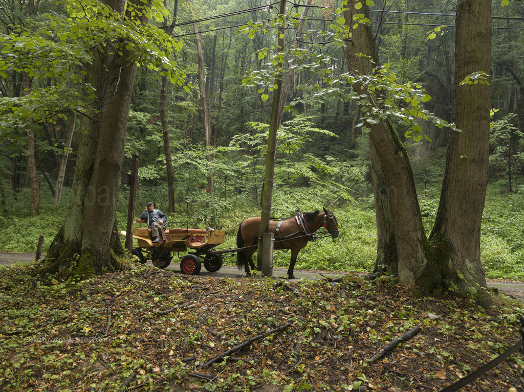 The forest, Ojcow, Ojcowski National Park, Poland, Europe