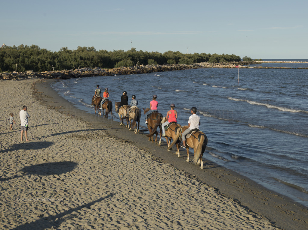 Horses, Bonelli di Porto Tolle, Polesine, Veneto, Italy, Europe Alberto Campanile Hasselblad H3D  2014-08-17 18:38:16 Alberto Campanile f/8 1/800sec ISO-200 70mm