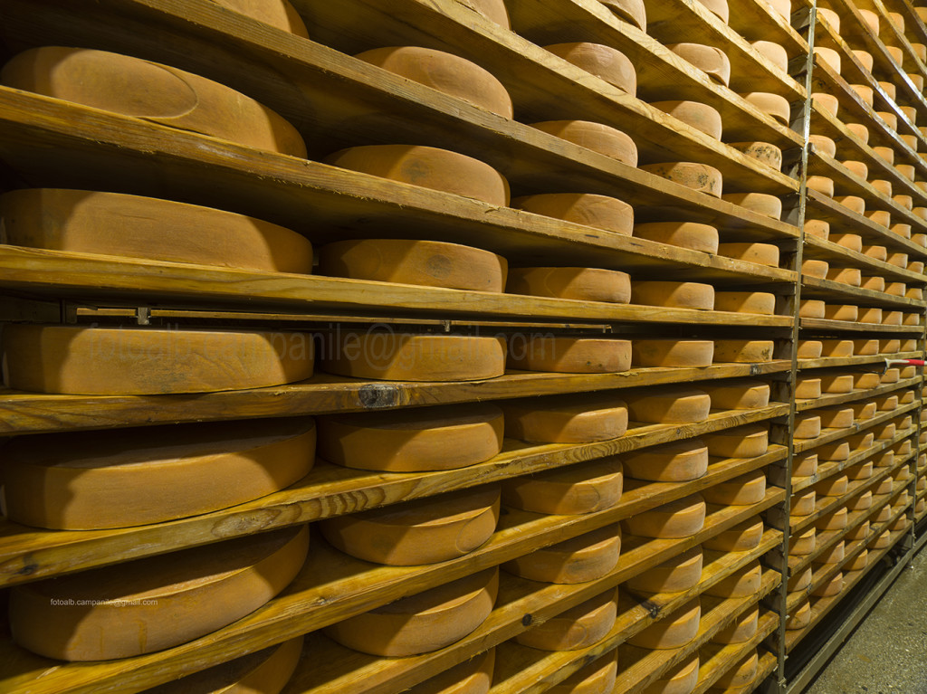 Fontina Museum and seasoning room, Valpelline, Aosta Valley, Italy, Europe