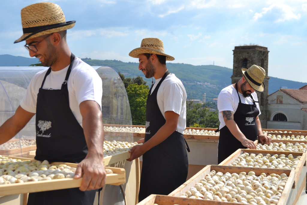 fichi Cilento