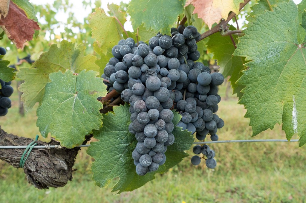 Chianti Toscana