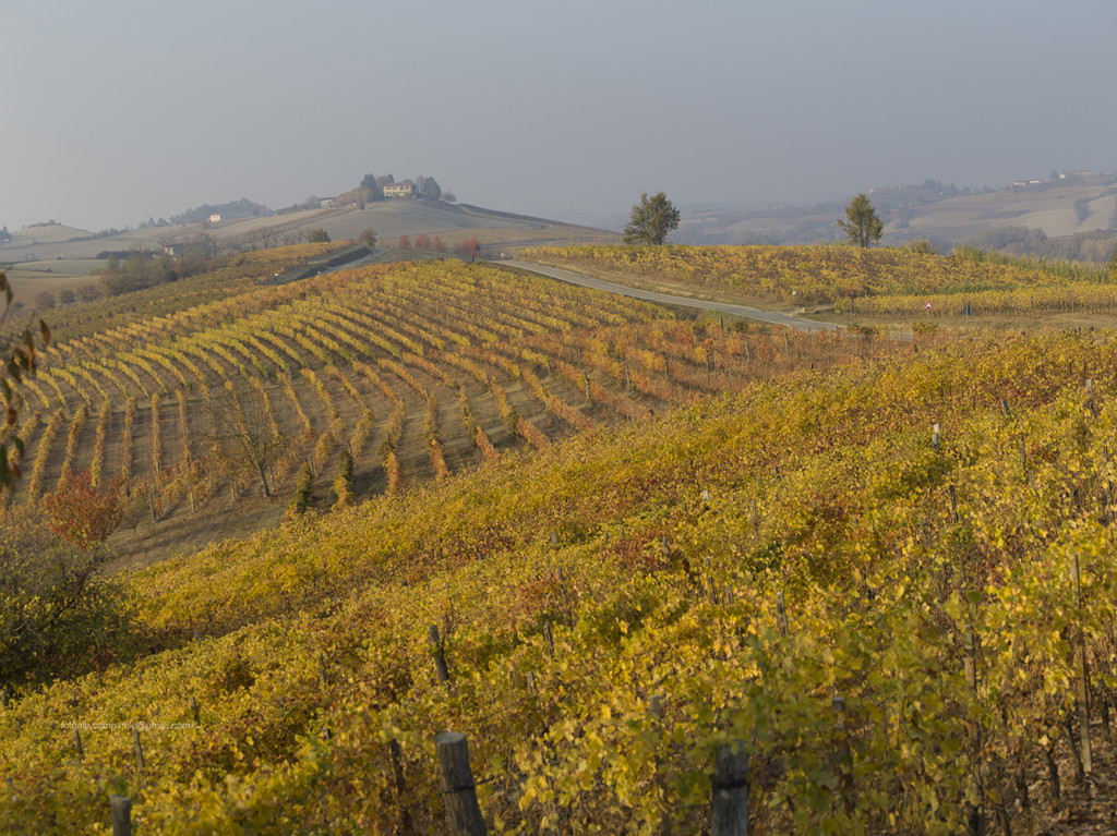 Vineyards, Grana, Piemonte, Italy, Europe