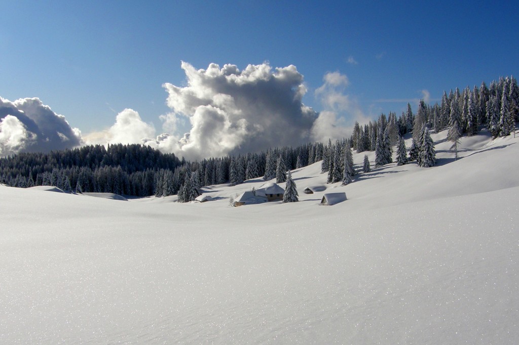 Asiago