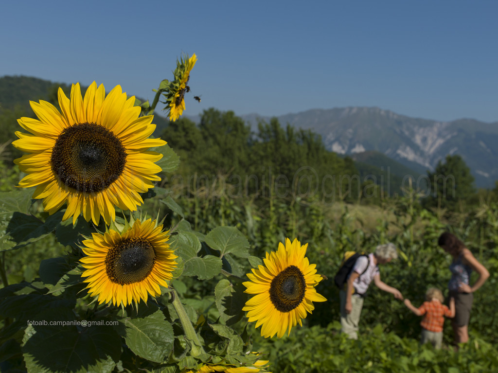 Sunflowers, Robidisce, Slovenia, Europe