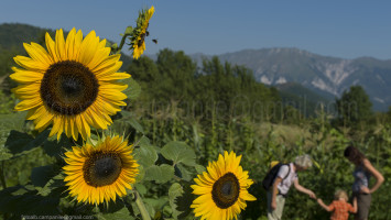 Sunflowers, Robidisce, Slovenia, Europe