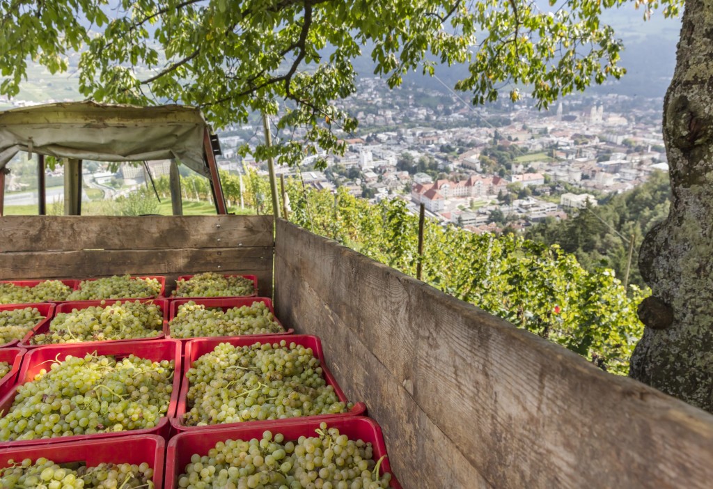 masi vinicoli Gallo Rosso