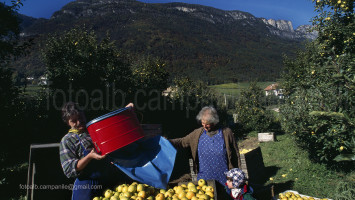 Picking apples, Appiano (Eppan), Alto Adige, South Tyrol, Italia, Italy; Europe