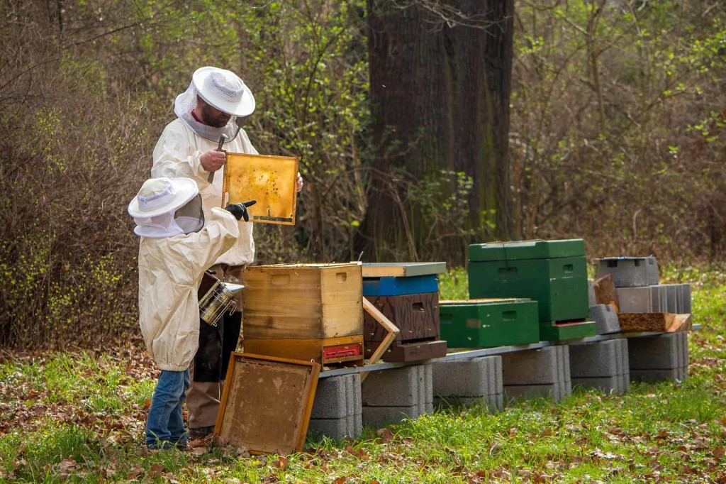 beekeeper-4426003_1920 (1)